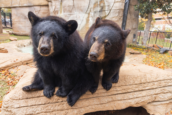 bears