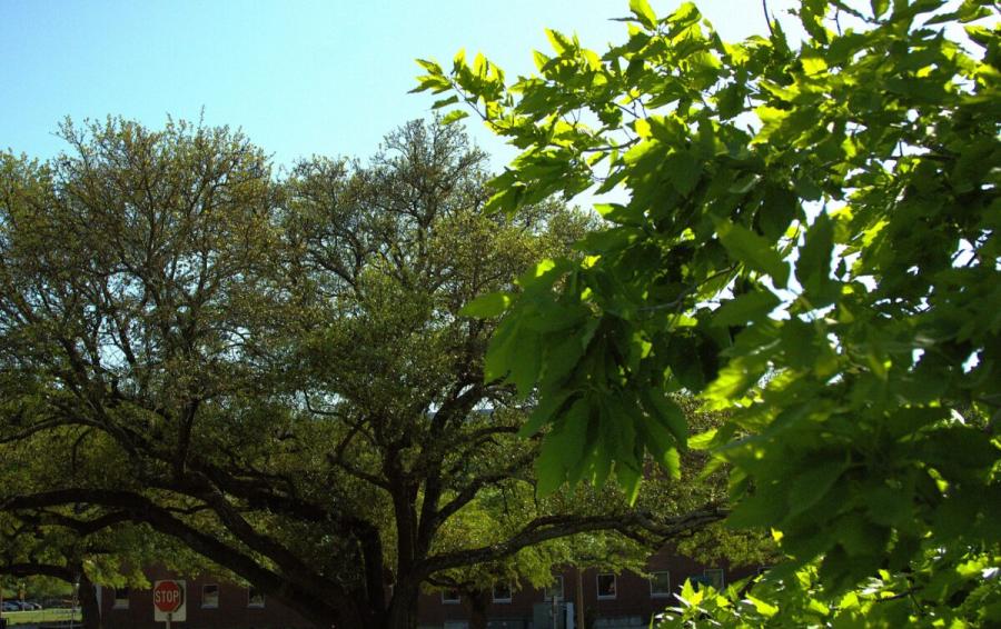 trees