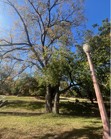 tree on baylor campus