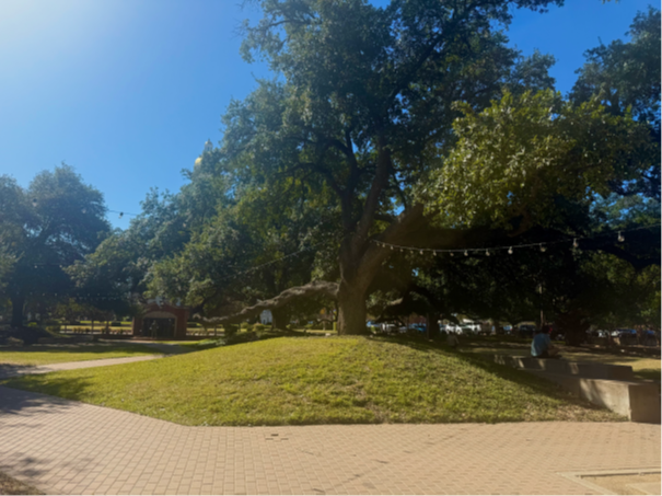 campus tree