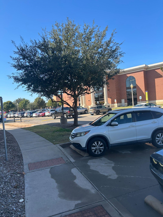 a campus tree
