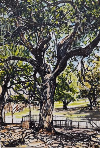 Live Oak near Carroll Science Hall by Joshua King (2025)