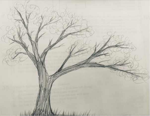 drawing of a campus tree