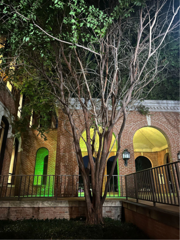 a campus tree