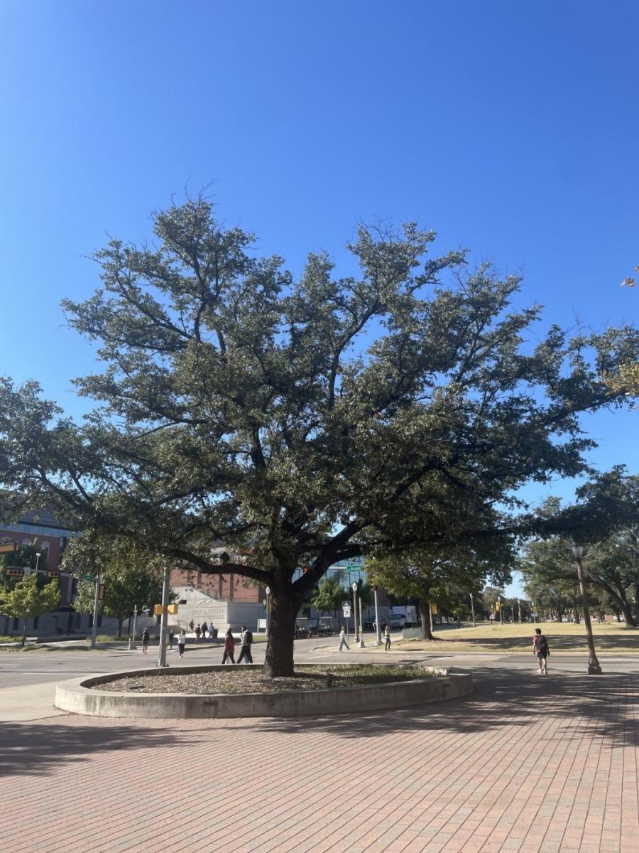 tree #183