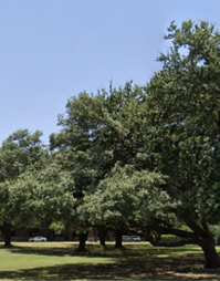 a campus tree
