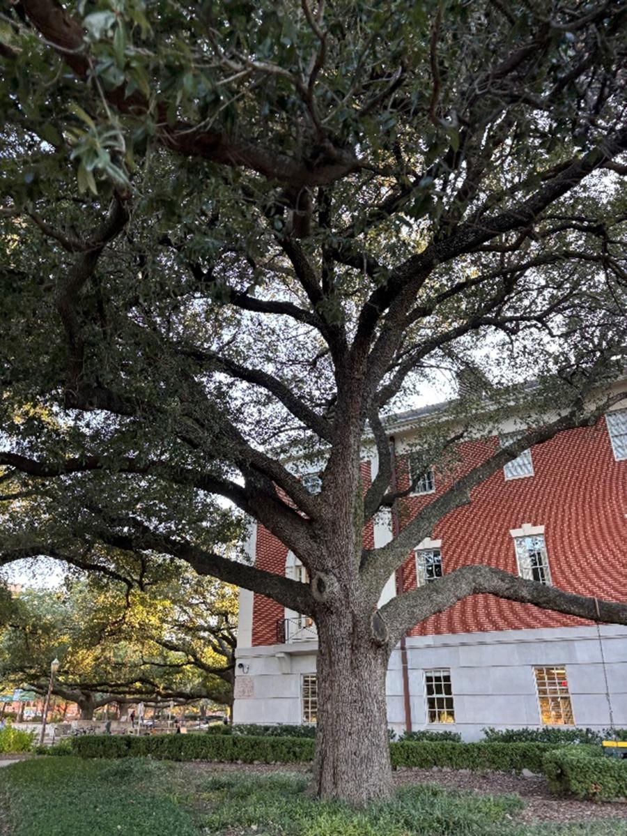 a campus tree