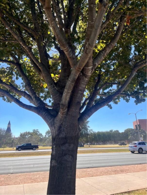 a campus tree