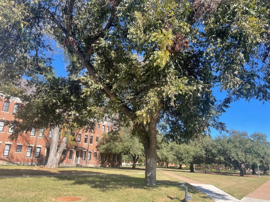 a campus tree