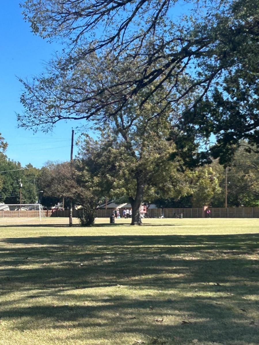 a campus tree